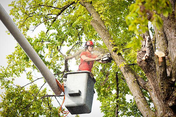 Large Tree Removal in Abbeville, SC